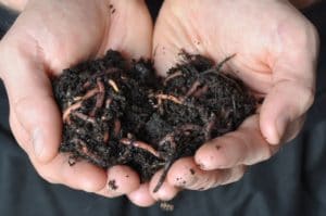 Tips For Good Bugs For Soil