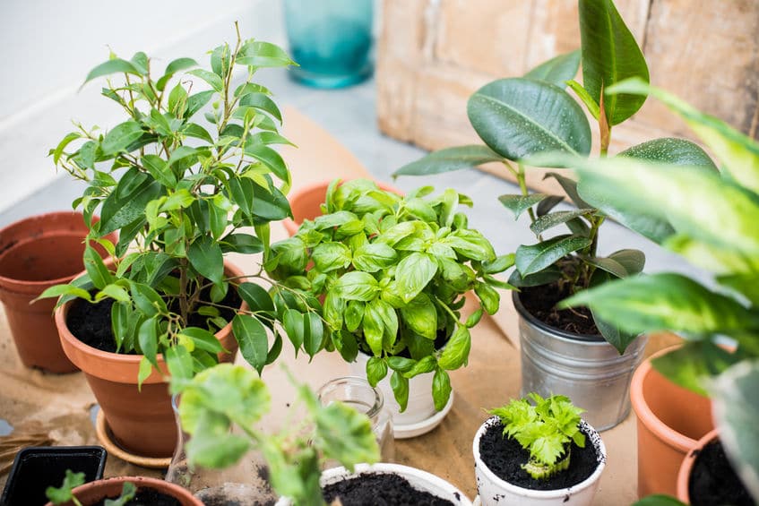 House Plant Benefits