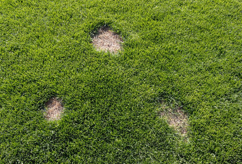 Brown spots on lawn