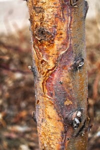 Use Revive Products To Help With Tree Scald