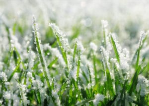 Revive Grass From Frost Damage