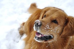 Treating Dog Urine Spots During Winter Months