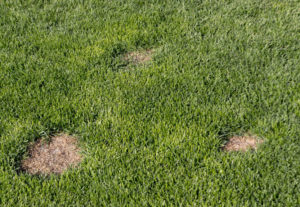 dog urine lawn spots maintenance