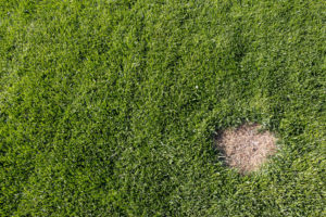 get rid of lawn Brown spots 
