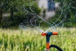 watering drought tolerant grass times to water