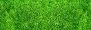 lawn care revive products fertilizers green grass