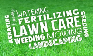 lawn care fertilizing aerating seeding