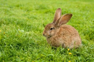 soil treatment for rabbits on lawn