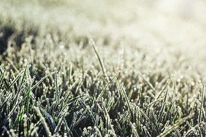 frozen grass revive products