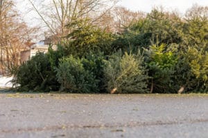 revive christmas tree disposal reuse mulch