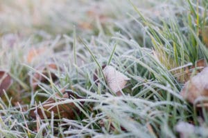frost on lawn avoid walking on grass apply organic lawn products in Spring