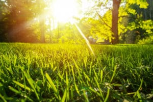 morning hours mowing grass apply revive products healthy lawn