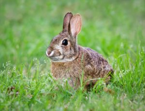 rabbits brown patches revive products