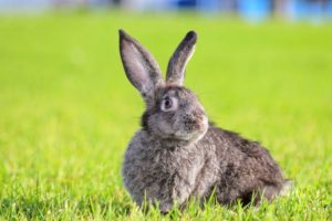 rabbit grass protect lawn revive it