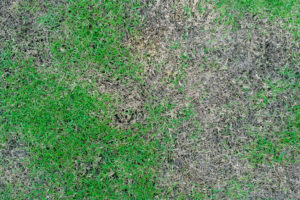 revive lawn dirt overseeding aerating soil treatment