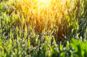 fast growing grass organic fertilizer sunshine water