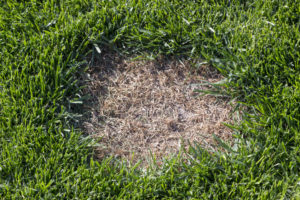 revive brown spot in grass