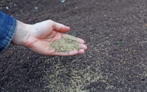 drought tolerant grass seed
