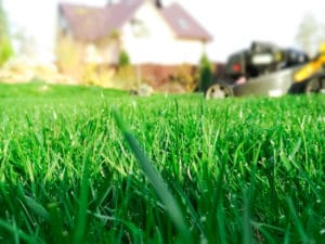lawn fertilizer use the best green organic