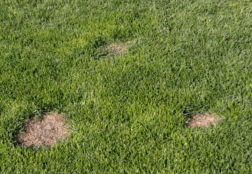 pests insects brown spots in grass