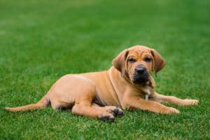 dog urine spots on grass revive products help eliminate 