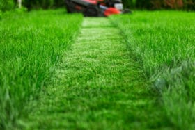 revive organic liquid fertilizer rich green grass