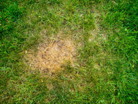 brown spots in grass prevent them revive products