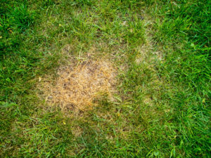 brown spots in grass prevent them revive products