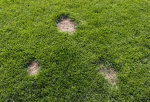brown patches on lawn dog urine treatments