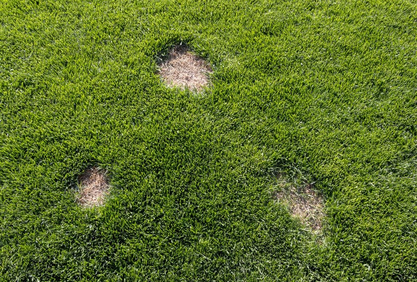 Uncommon Causes for Brown Patches on the Lawn