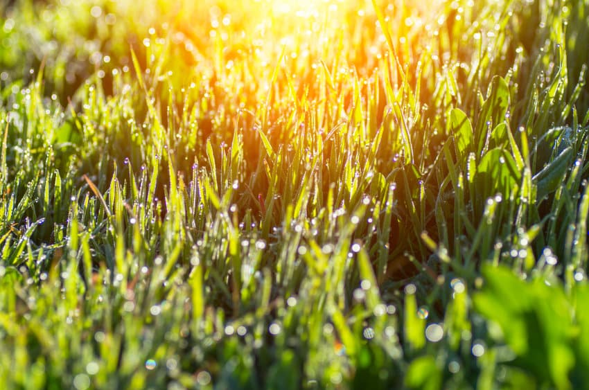 Does Drought Tolerant Grass Survive in a Humid Environment?