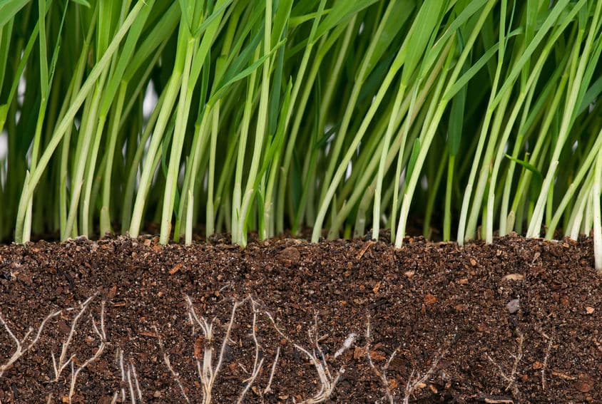 grass roots deep revive products soil enrichment