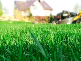 Organic fertilizer green lawn