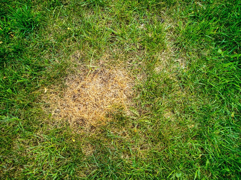 Brown spots in grass use Revive