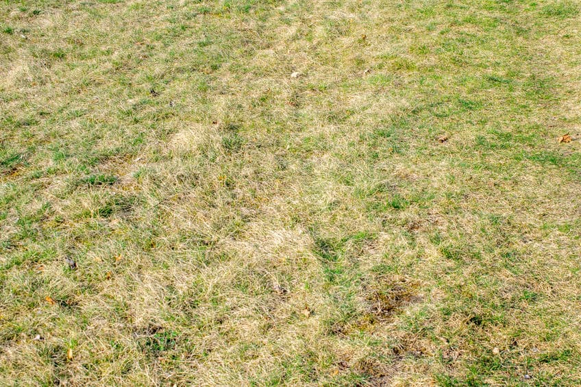 brown spots in grass need revive