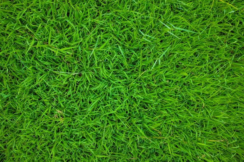 best lawn fertilizer green grass