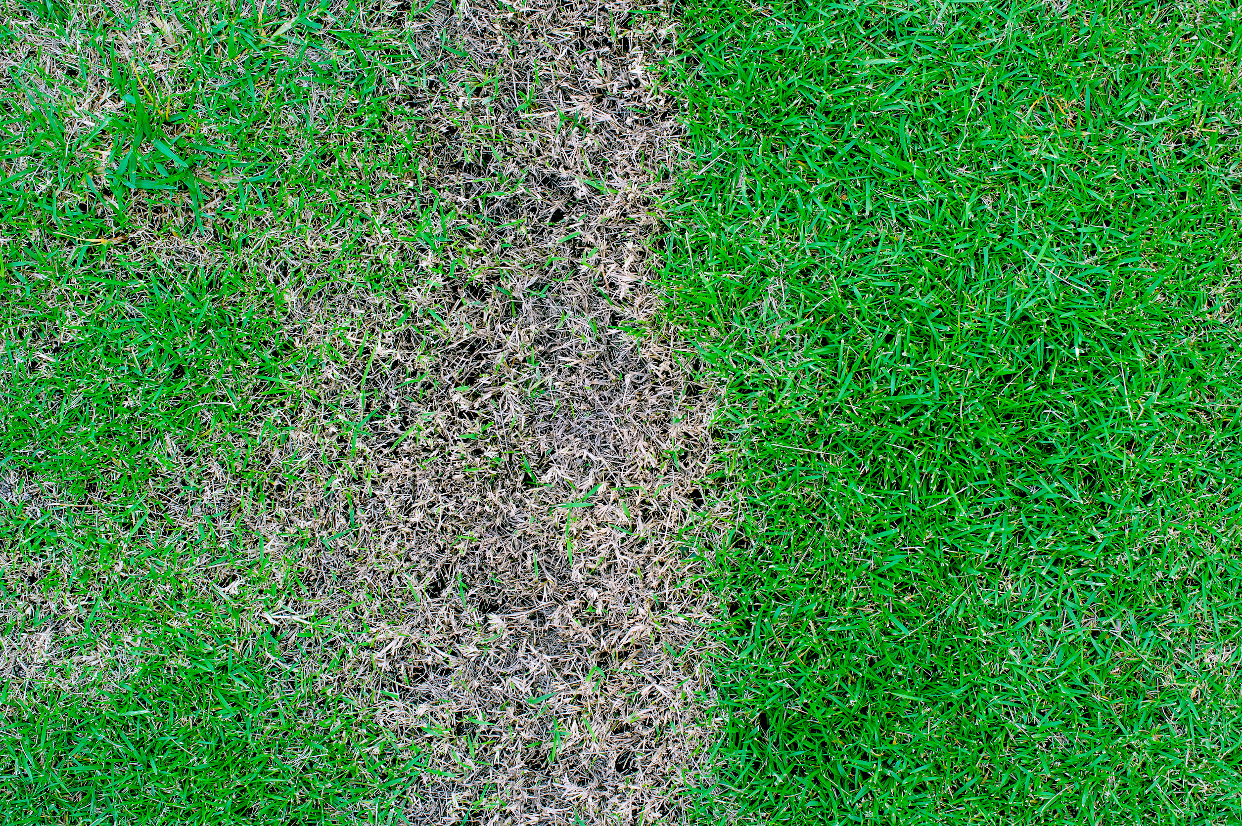 Brown patches on lawn treat with Revive Products