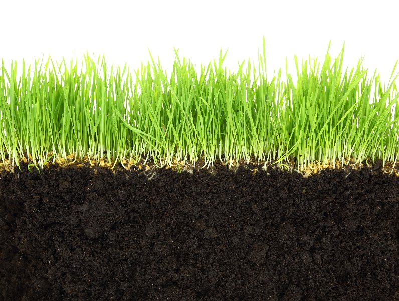 Best Lawn Fertilizer Good Nutrients Soil Help Weak Grass
