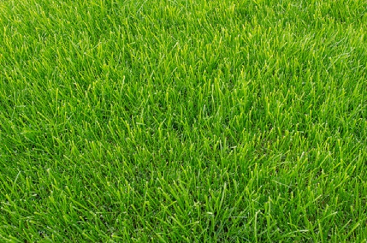 Healthy Lawn Drought Tolerant Grass Fertilizer
