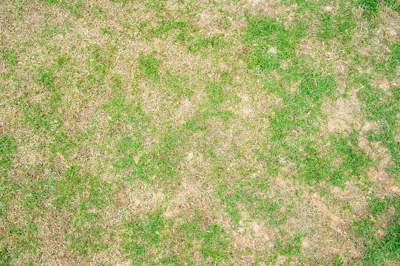 brown patches in lawn apply revive products organic for luch green landscape