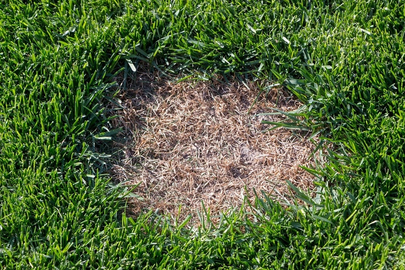 brown patches in lawn reasons remedy