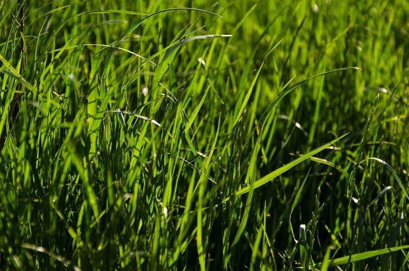 Drought Tolerant Grass Revive Products Soil Nutrients