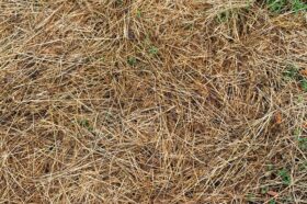 Brown Spots In Grass Revive Products Needed