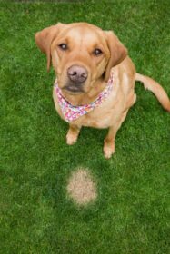 Dog Urine Spots Bring Grass Back To Life