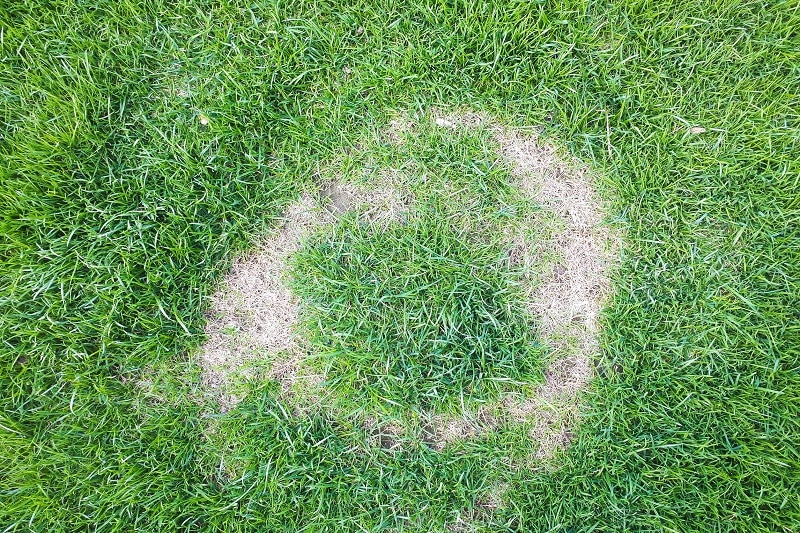 Get Rid Brown Spots In Grass