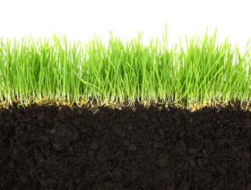 Soil Nutrition Organic Fertilizer Healthy Grass