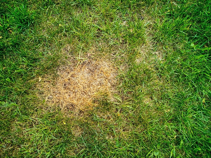 Brown Spots in Grass