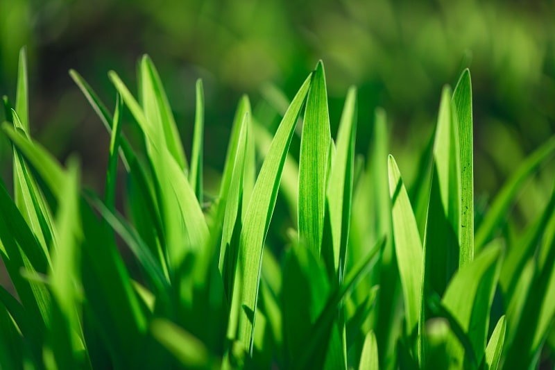Revive Fertilizer Robust Grass Blades