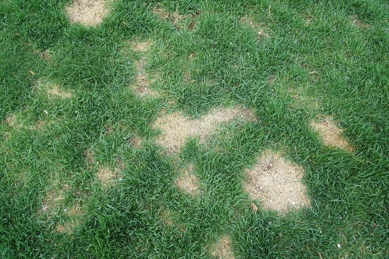 Brown Patches on Lawn How To Prevent Them
