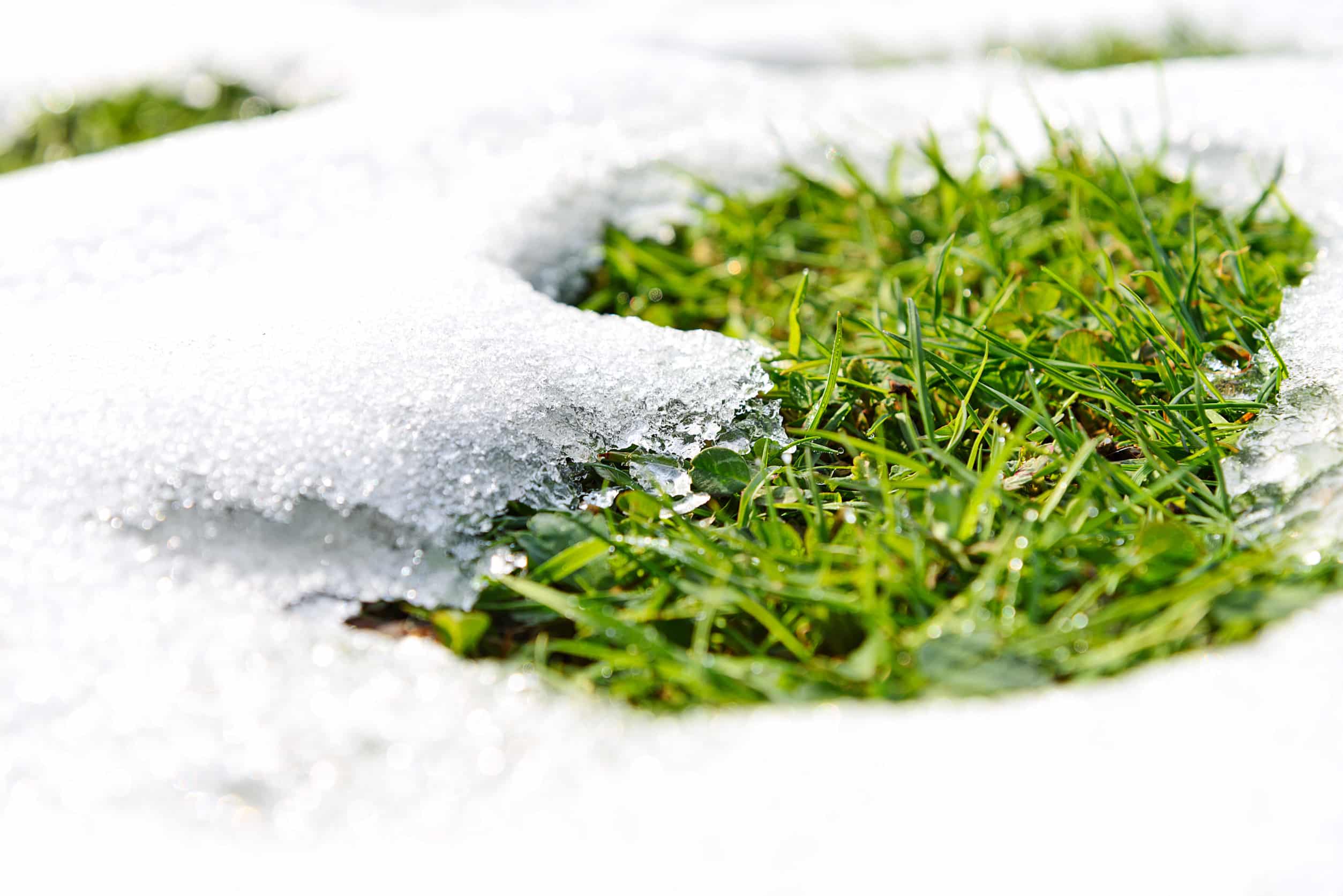 Best Lawn Fertilizer Products Revive Prepare For Winter